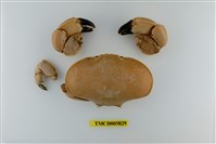 藏品(寬身愛潔蟹)的圖片